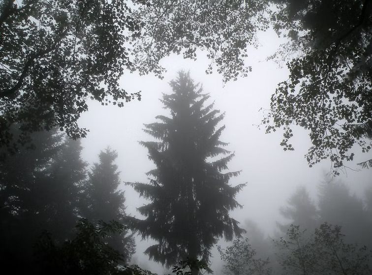 Wald im Nebel