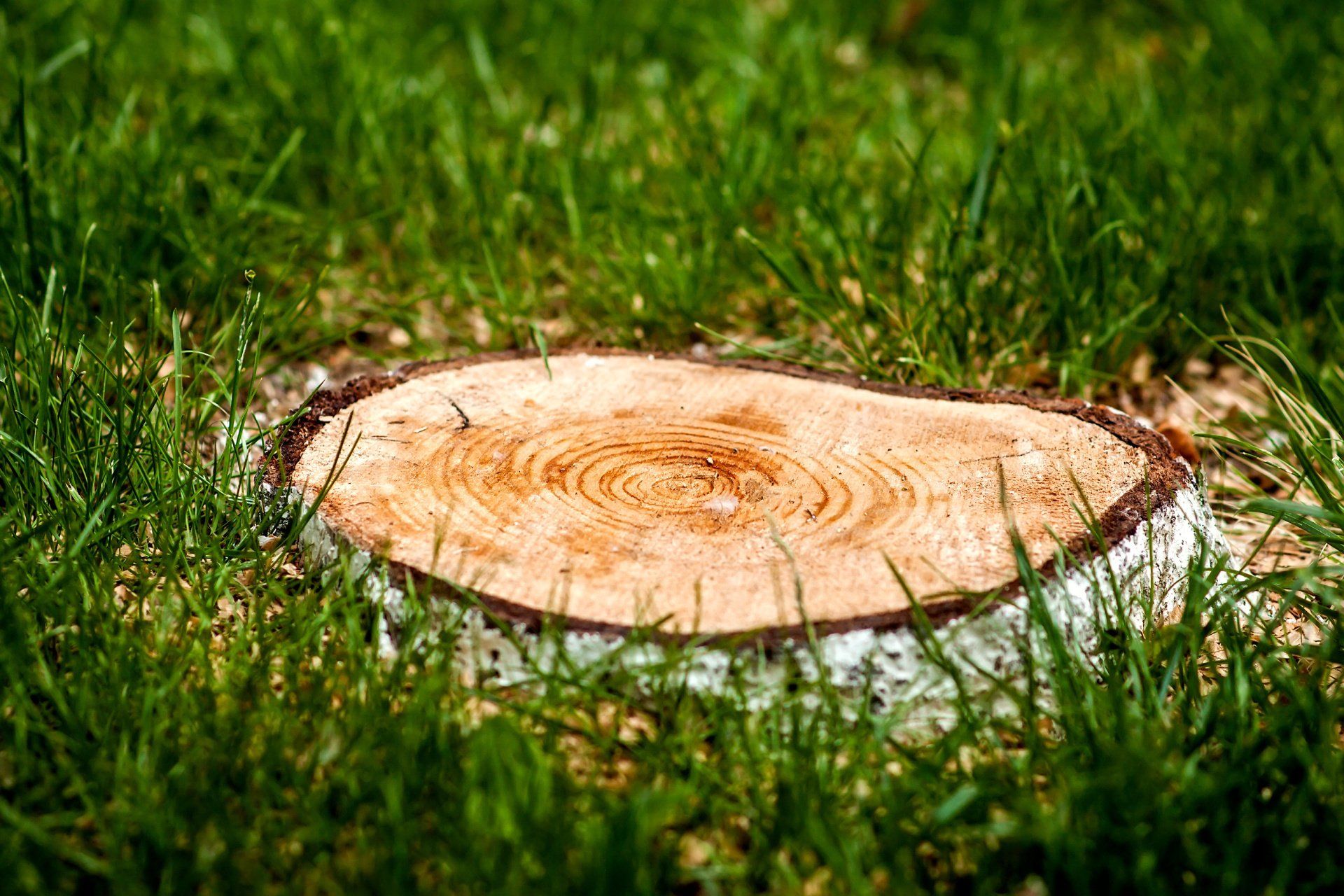 Dessouchage d'arbres près de Rouen