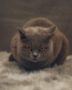 Chat British Shorthair gris aux yeux orange intense, assis sur une surface blanche et duveteuse, regardant vers l'avant.