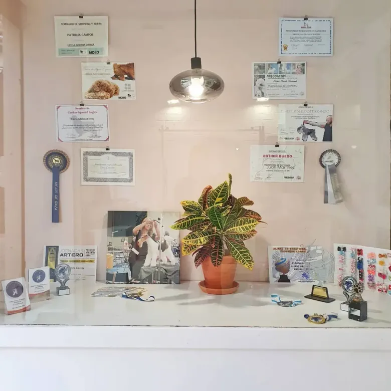 Vitrina con premios enmarcados, fotografías y una planta en maceta contra una pared de color rosa claro