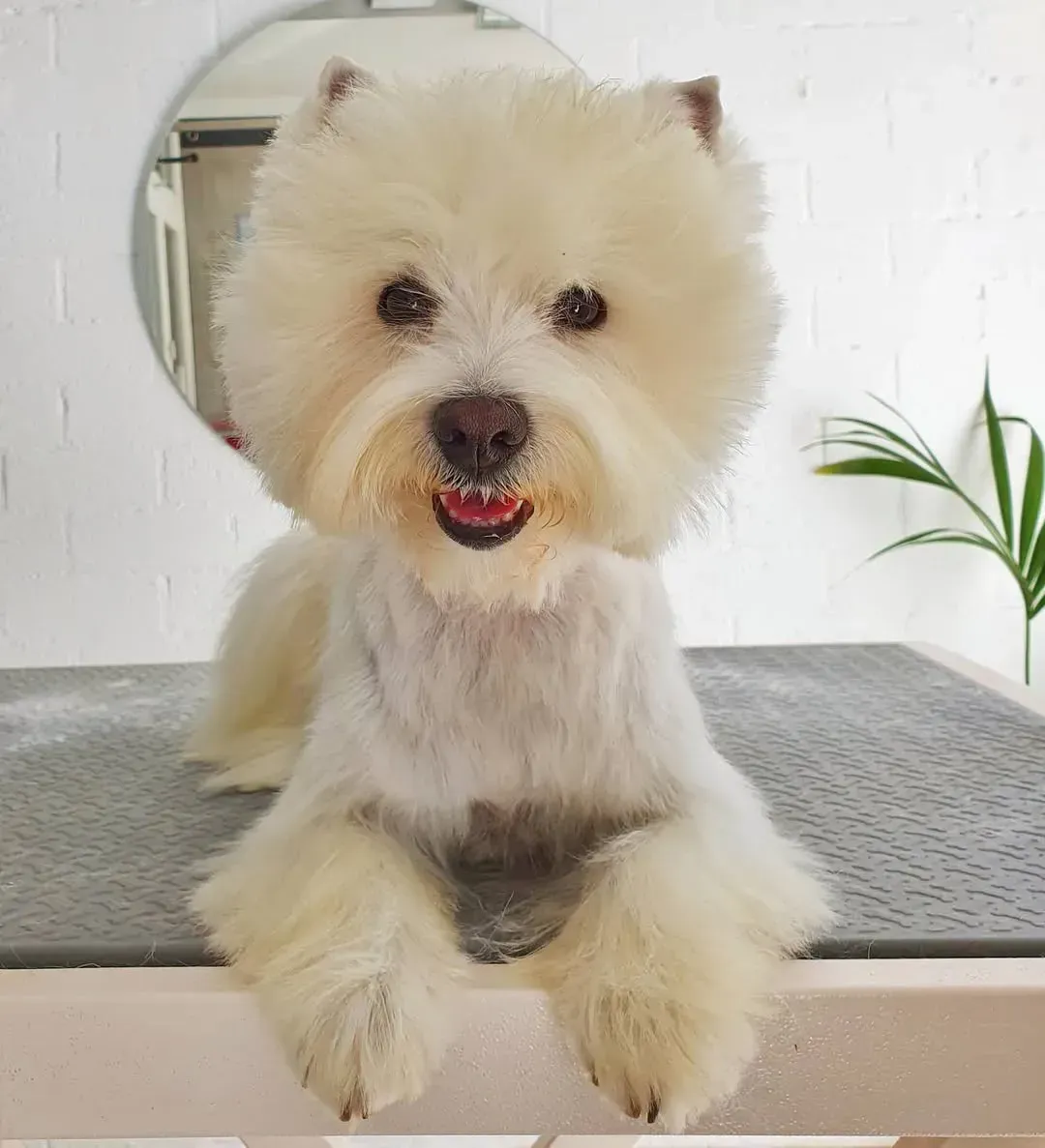 Perro castaño al que le cortan el pelo, con la mirada preocupada. Recortes en la mesa de peluquería.