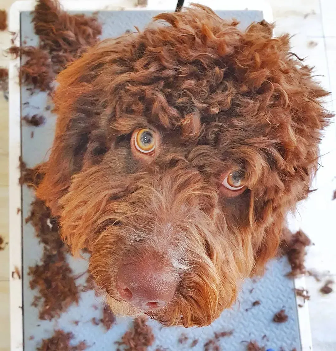 Perro castaño al que le cortan el pelo, con la mirada preocupada. Recortes en la mesa de peluquería.
