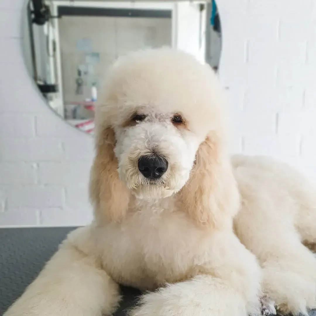 Caniche de color crema con un pelaje esponjoso y cuidado, acostado, mirando a la cámara.