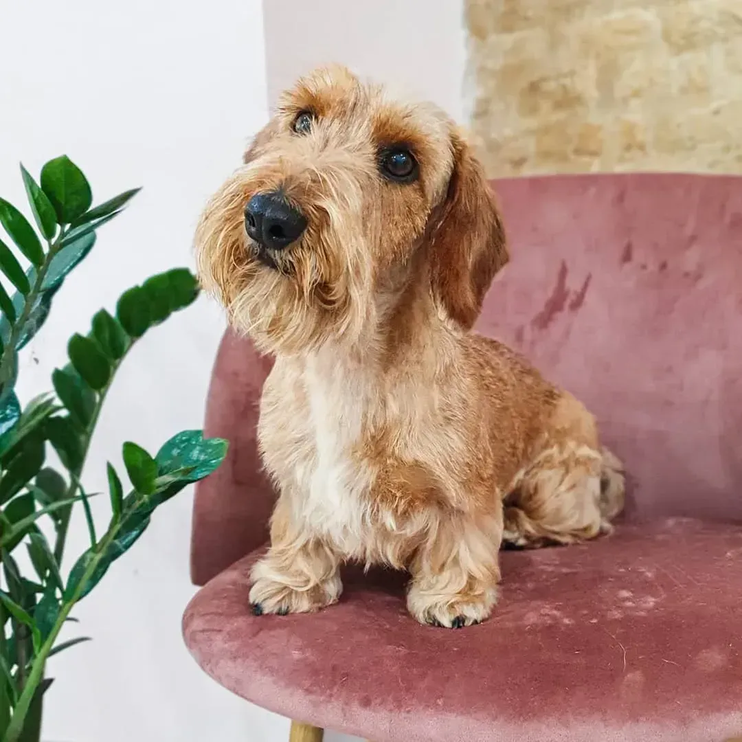 Caniche marrón con un corte de pelo similar al de un osito de peluche, sobre un fondo blanco.