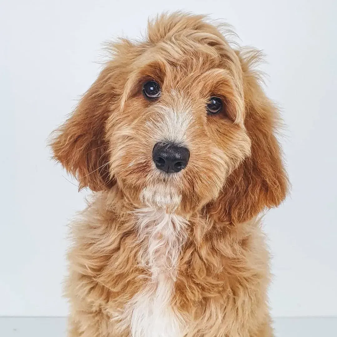 Cachorro Goldendoodle de color marrón dorado con pelaje esponjoso y mirada curiosa, sobre un fondo blanco.