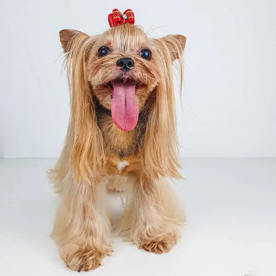 Yorkshire Terrier con pelo largo y suelto, lazo rojo, lengua afuera, sonriendo, sobre fondo blanco.