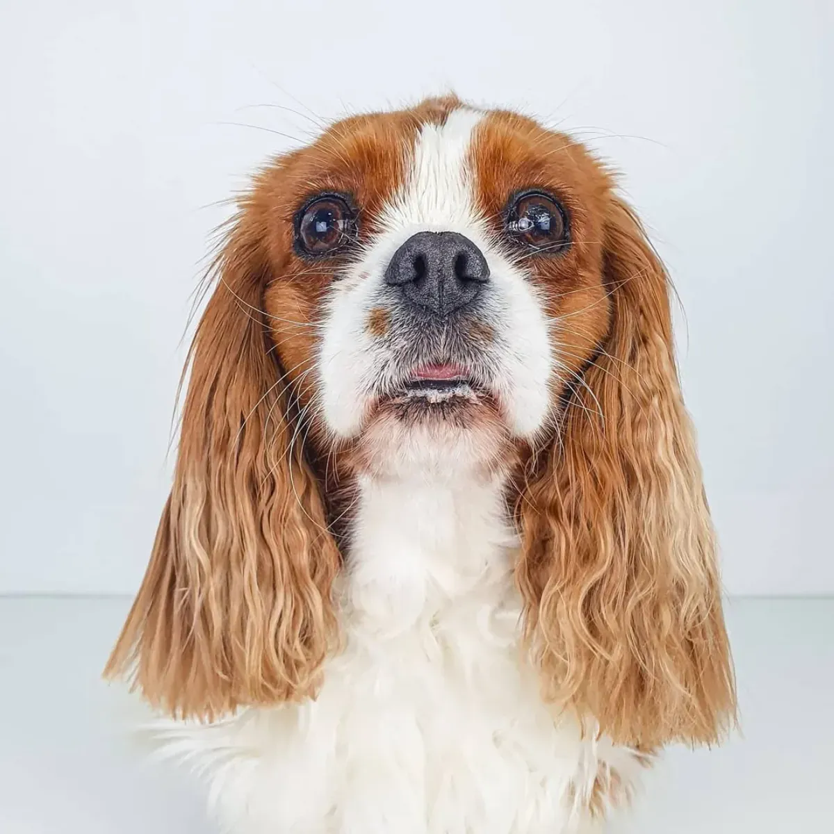 Cavalier King Charles Spaniel con pelaje marrón y blanco, mirando hacia adelante con una leve sonrisa.