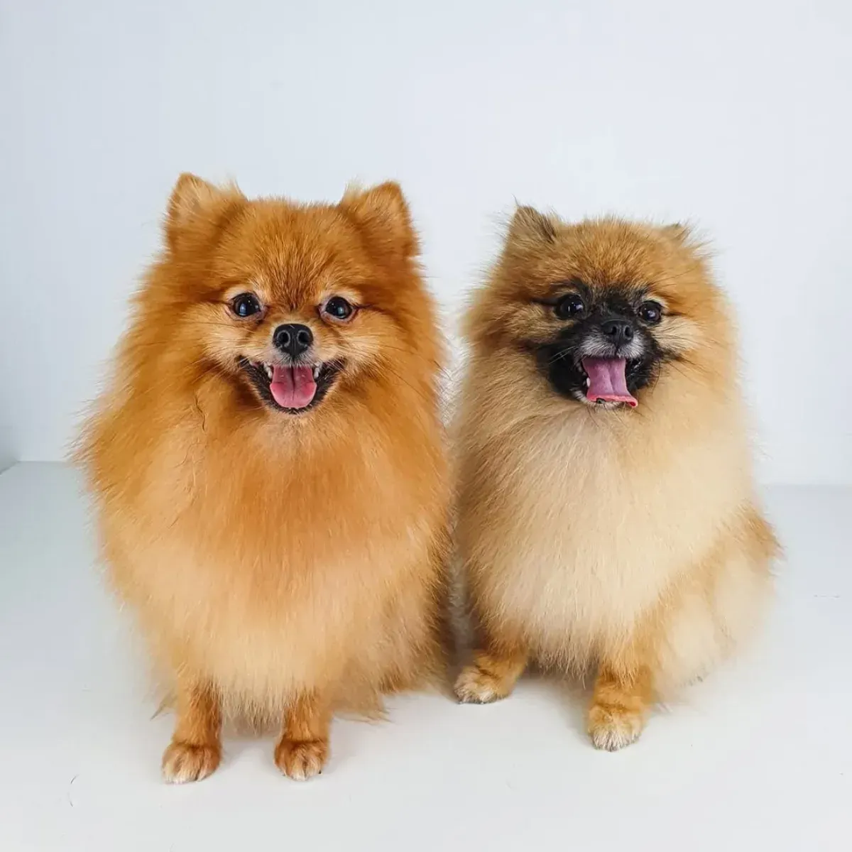 Un perro salchicha de pelo duro de color canela se sienta en una silla rosa y mira hacia arriba con una expresión suave.