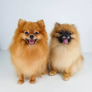 Un perro salchicha de pelo duro de color canela se sienta en una silla rosa y mira hacia arriba con una expresión suave.