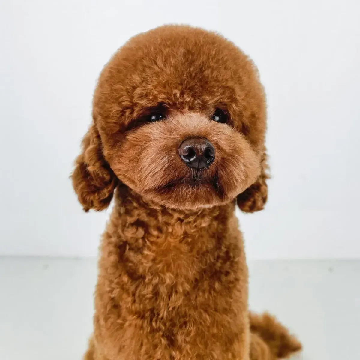Dos peludos perros Pomerania, uno sonriendo y el otro jadeando, sobre un fondo blanco.