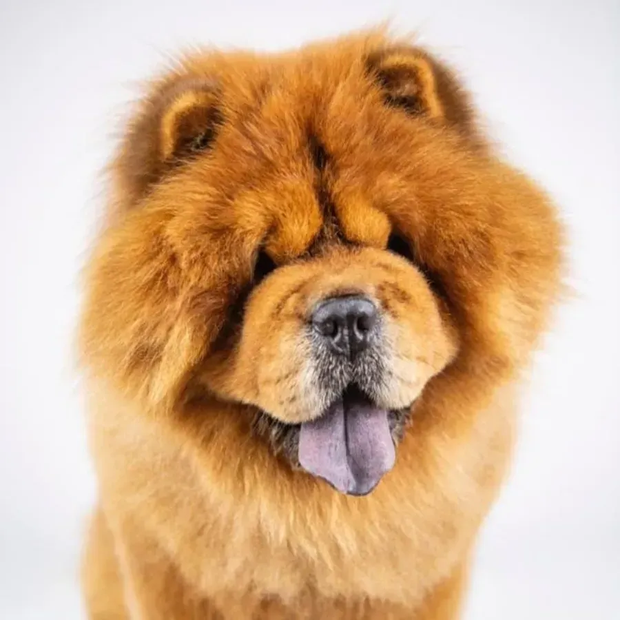 Perro Chow Chow de color naranja esponjoso con lengua morada, sobre un fondo blanco.