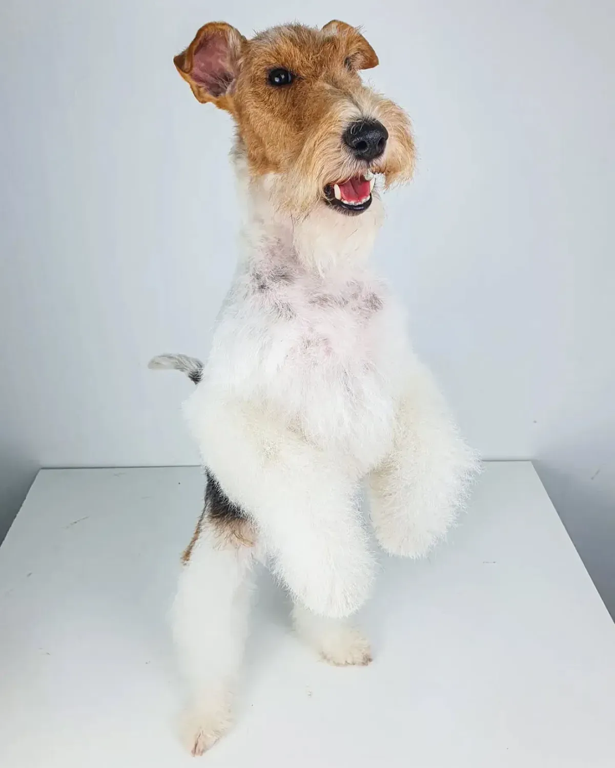 Perro Fox Terrier de pie sobre las patas traseras, pelaje blanco y marrón, sobre un fondo blanco.