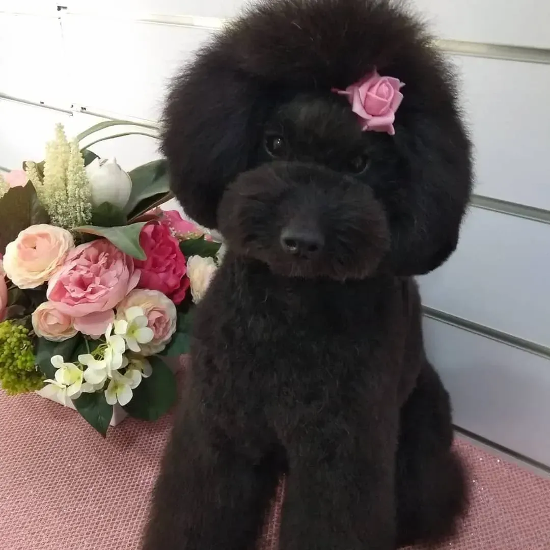Cavalier King Charles Spaniel con pelaje marrón y blanco, mirando hacia adelante con una leve sonrisa.