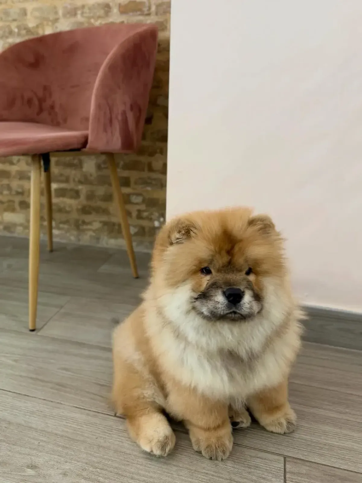 Un cachorro Chow Chow esponjoso se sienta en un piso de madera clara, con una silla rosa y una pared de ladrillos