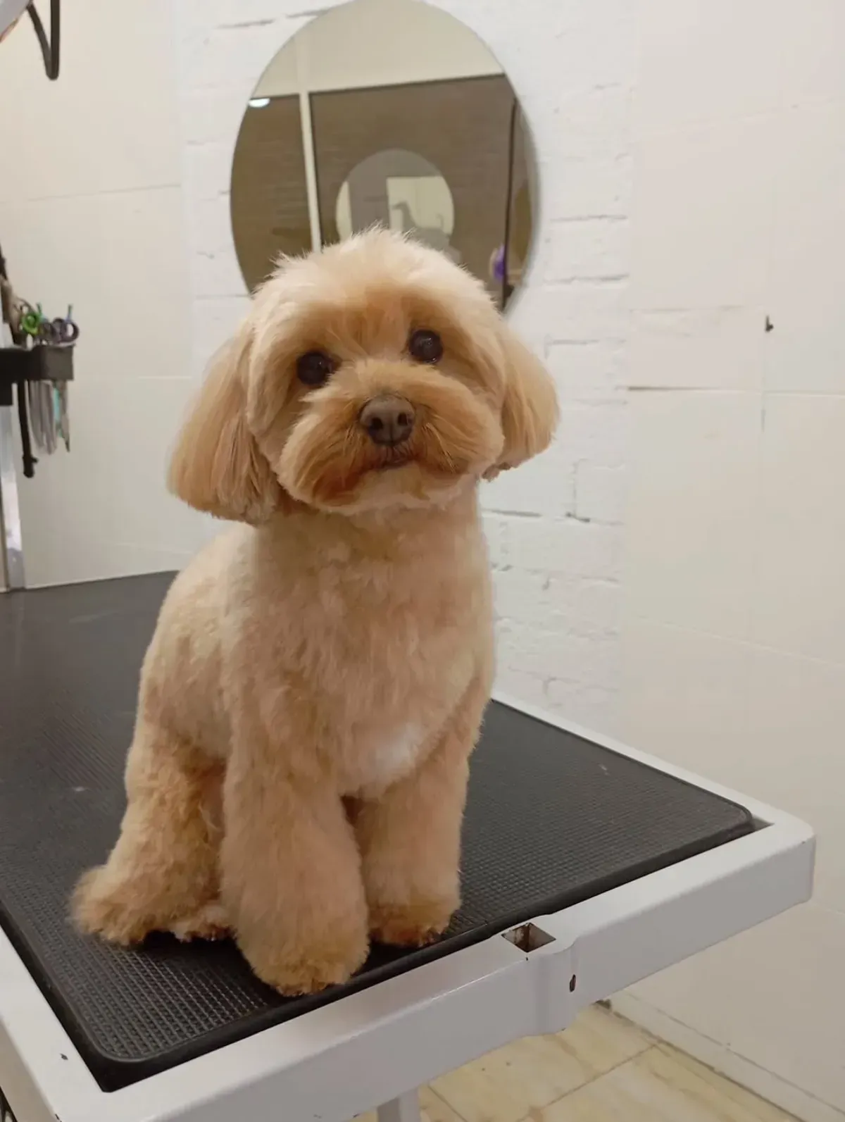 Perro de color canela y cara redonda, sentado en una mesa de peluquería, mirando hacia adelante.
