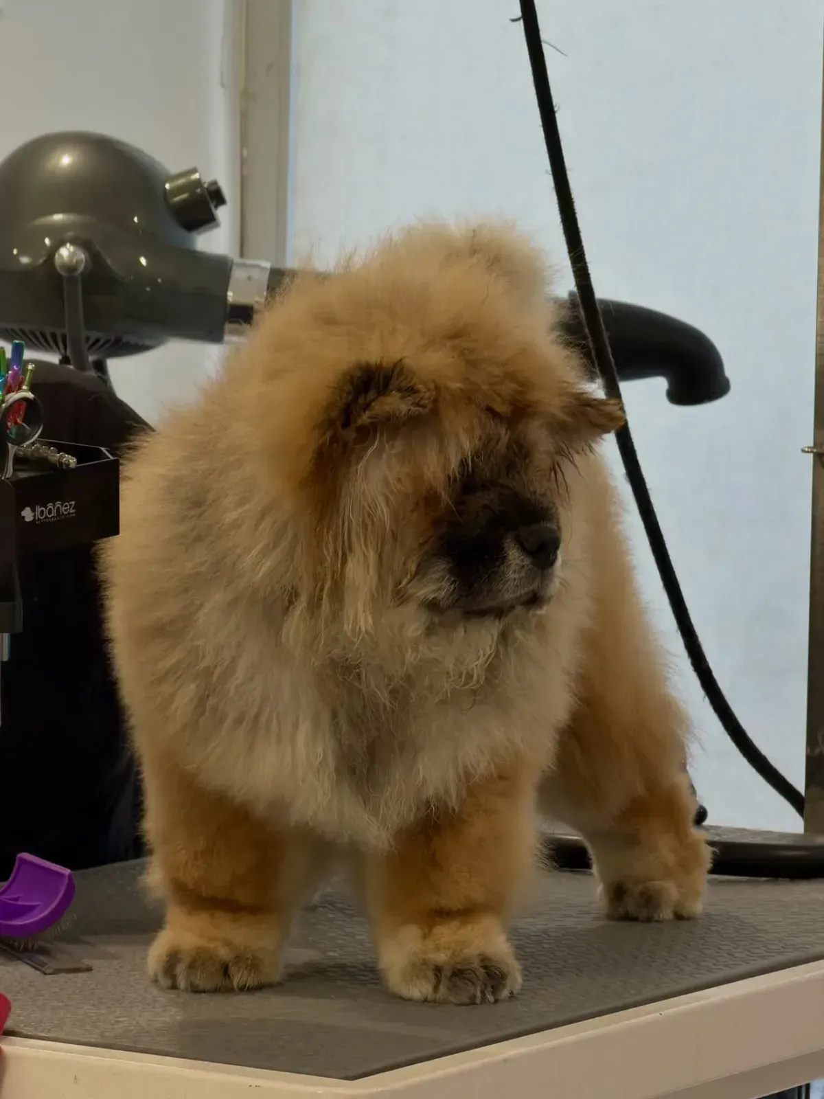 Un peludo Chow Chow con patas recortadas se encuentra en una mesa de peluquería. Tiene pelaje marrón y hocico oscuro.