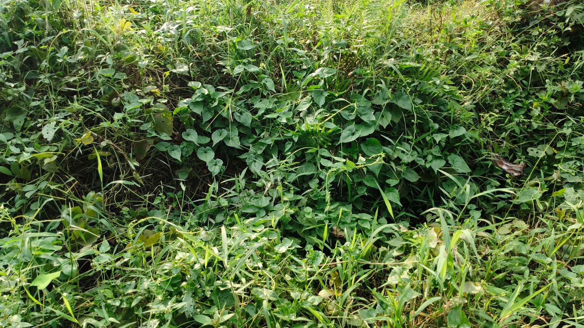 Végétation dense et verte, envahissante et lianes enchevêtrées remplissent le cadre.