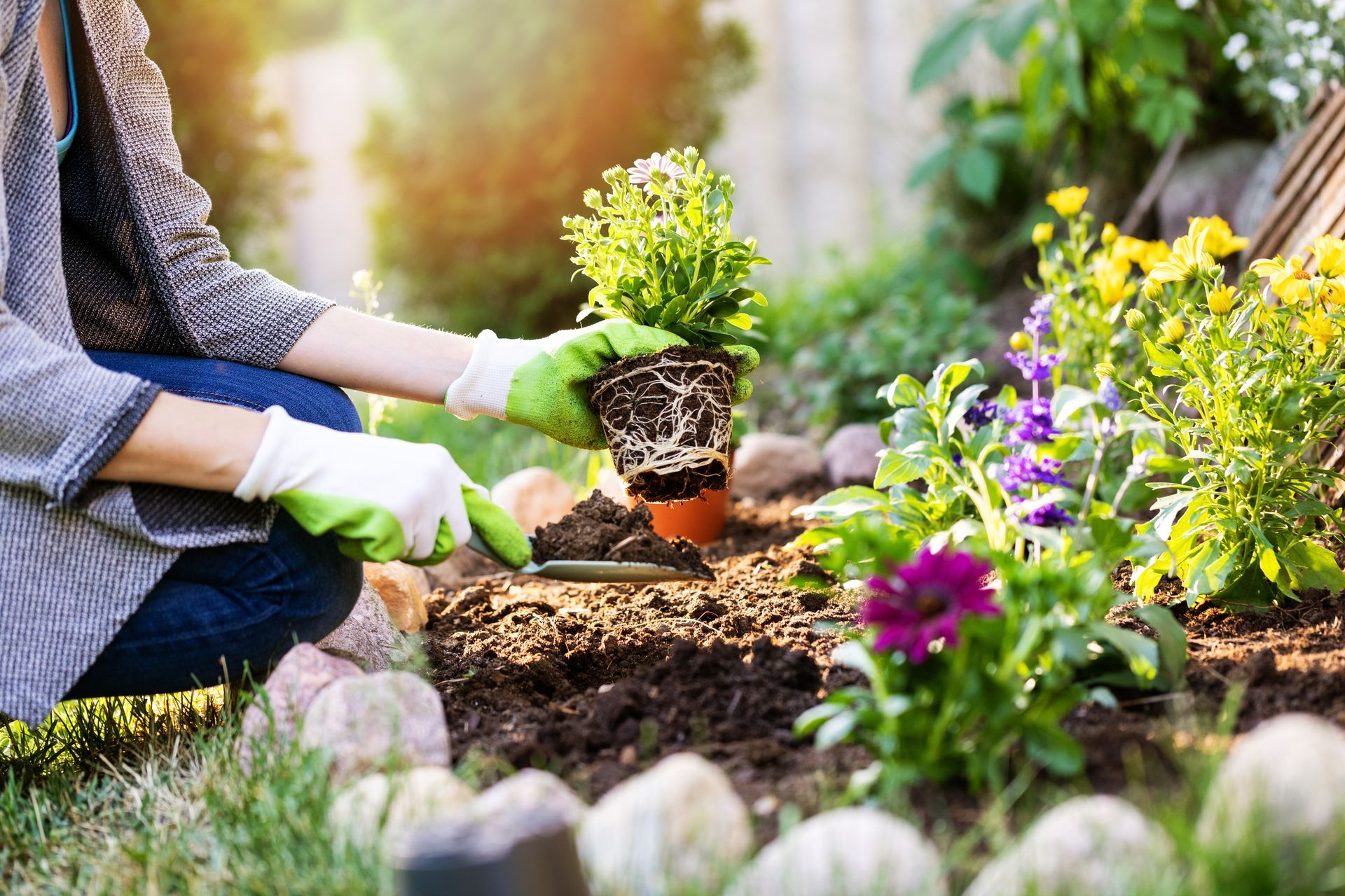 Une personne plante des fleurs dans un parterre de jardin avec des gants.