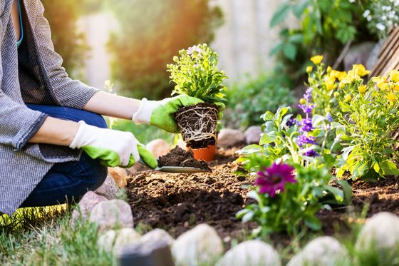 Une personne portant des gants verts plante une fleur en pot dans un parterre de jardin à proximité de fleurs violettes épanouies.