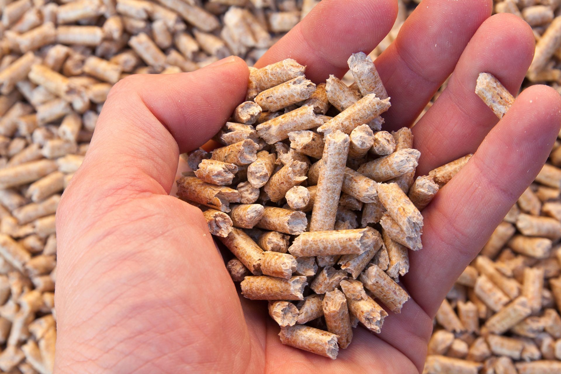 Poignée de granulés tenant dans une main