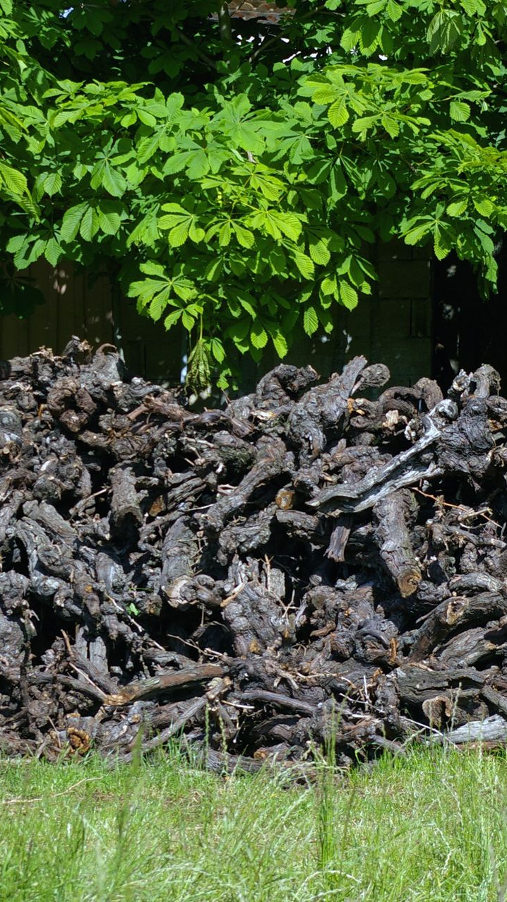 Tas de pieds de vigne