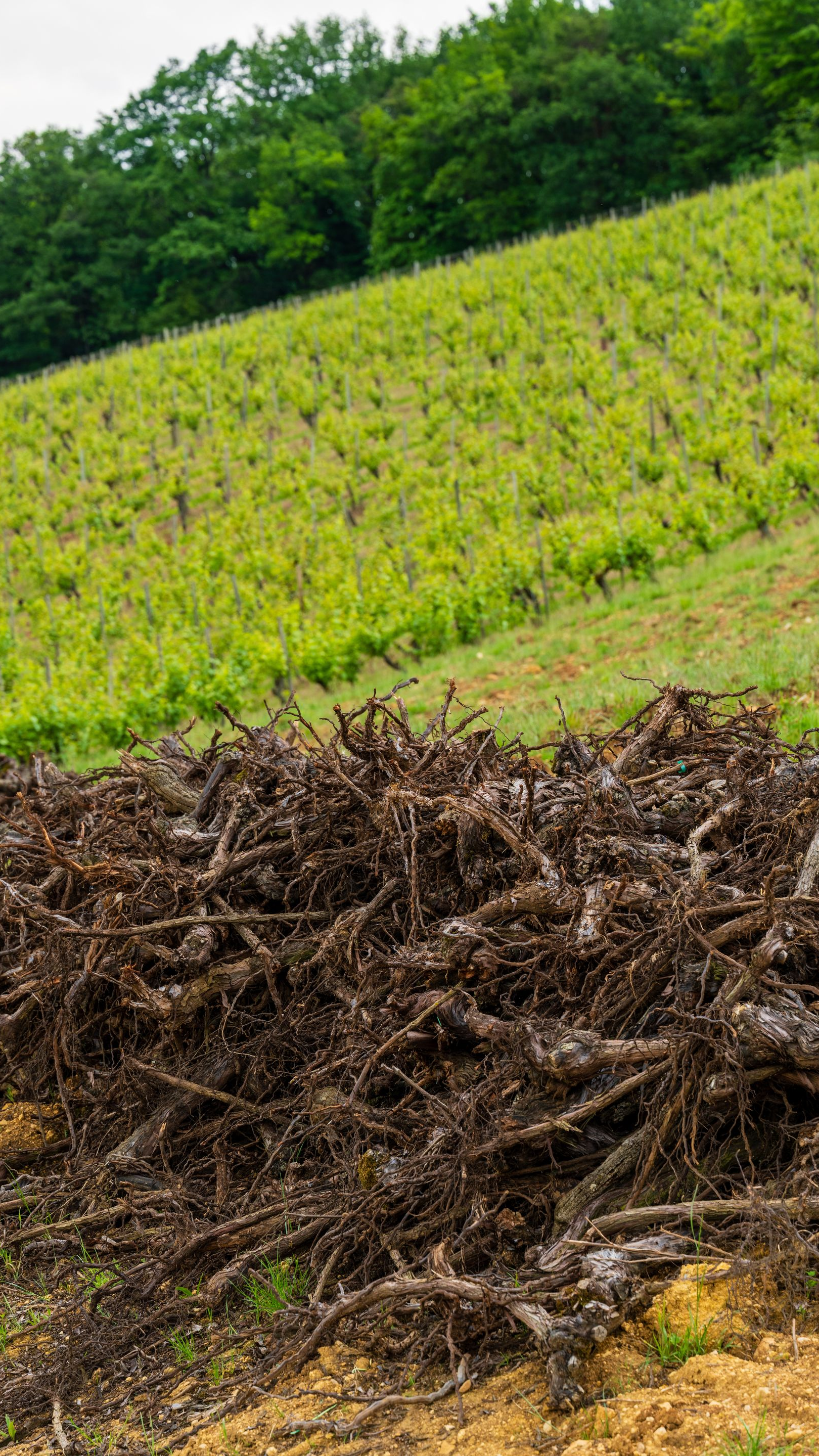 Pieds de vignes arrachés 