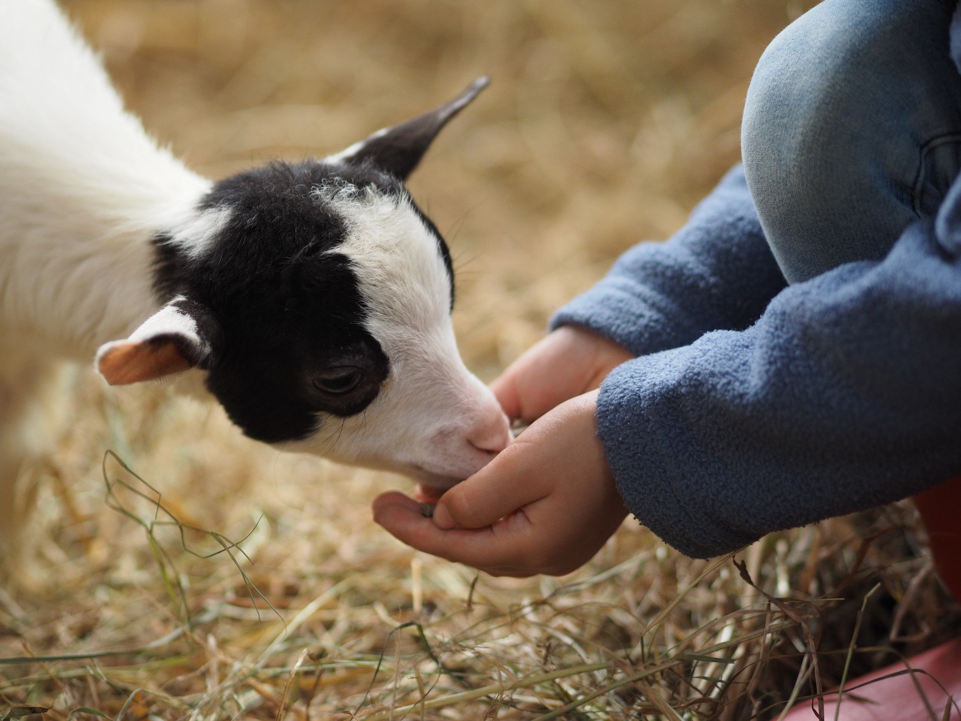 Un enfant nourrit un bébé chèvre de ses mains.