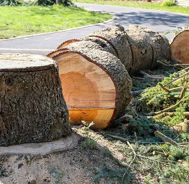 Tronc d'arbre débité en plusieurs parties