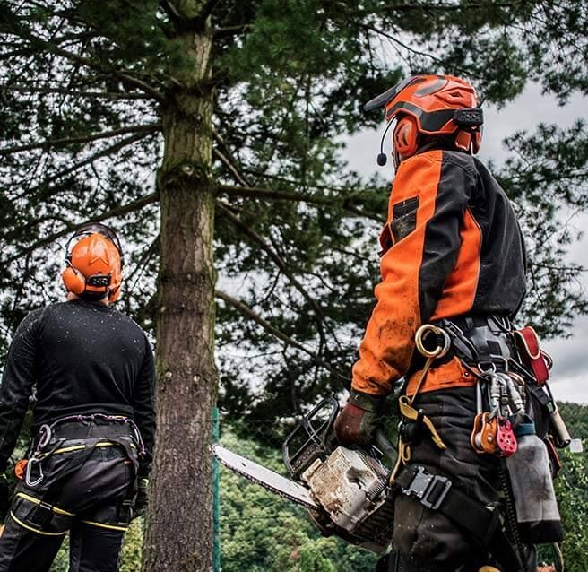 Deux hommes casqués et équipés de dos regardant un arbre