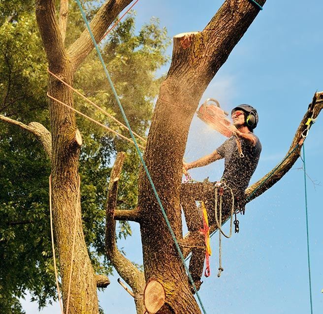 Élagueur professionnel tronçonnant un arbre, assis sur une branche