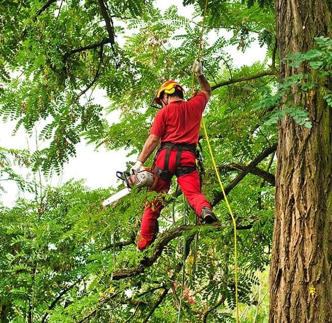 Élagueur de dos se tenant à une corde et passant d'une branche à l'autre