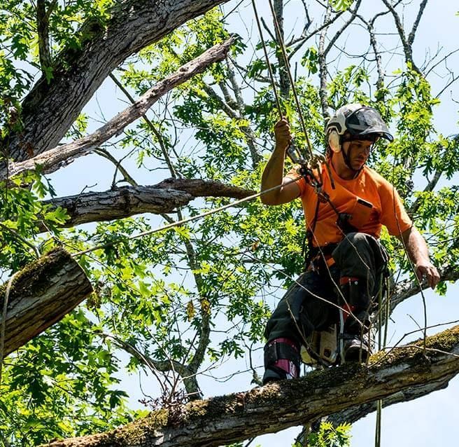 Élagueur professionnel évoluant harnaché sur une branche