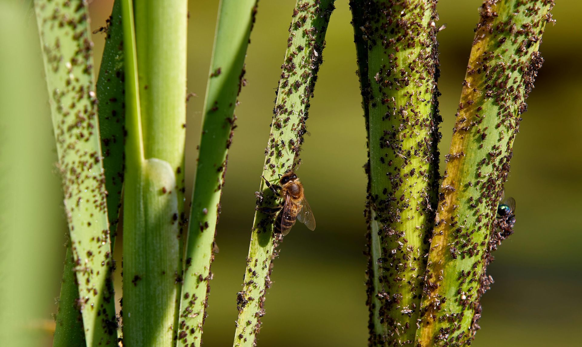 Plantas verdes cubiertas de pequeños insectos oscuros, con algunos insectos voladores visibles.