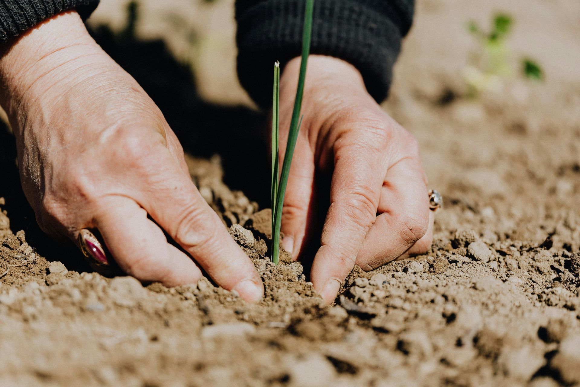 jardinero plantando en Valladolid