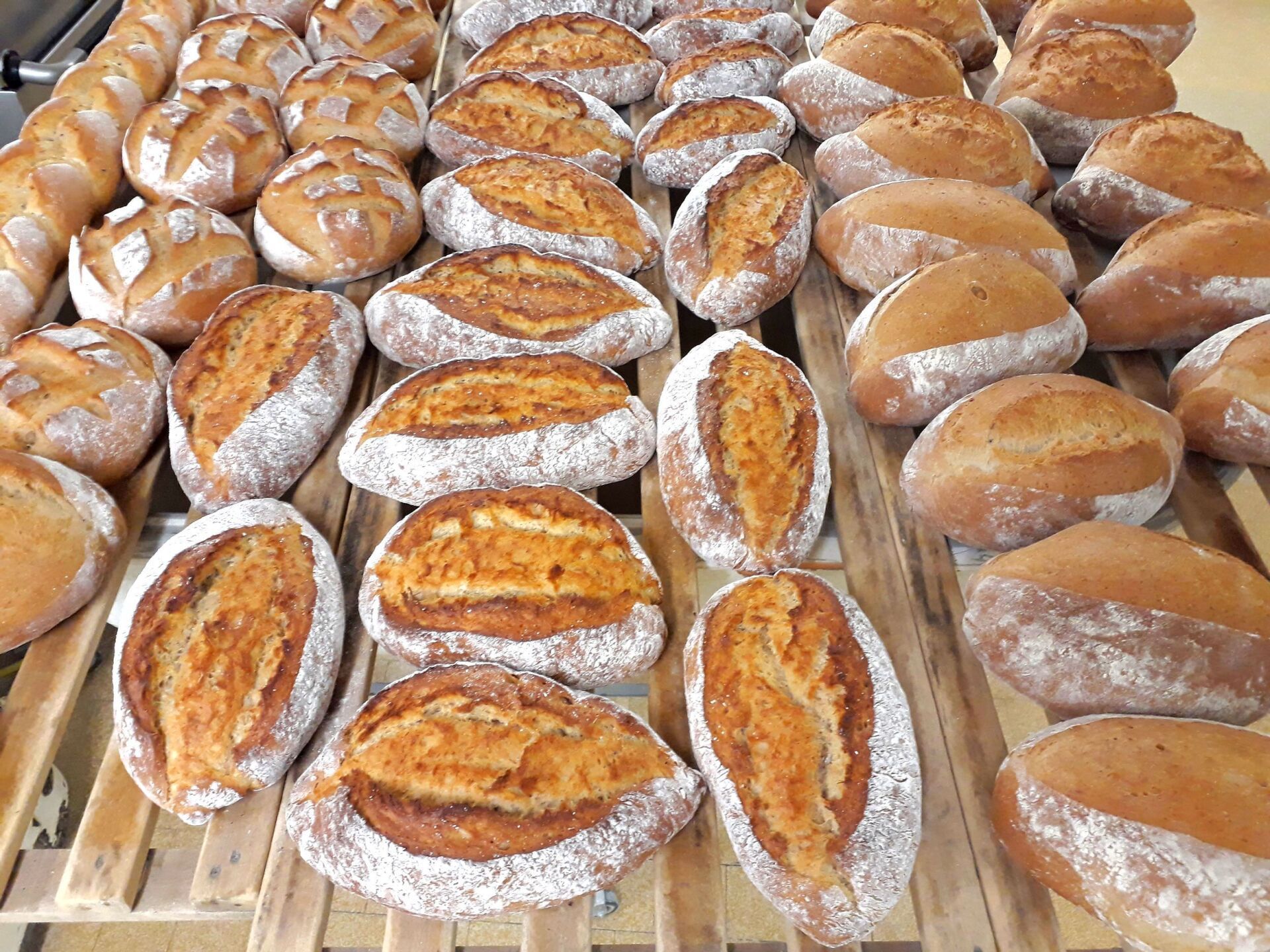Verschiedene Laibe knuspriges Brot auf einem Holzgestell, einige mit Mehl bestäubt.