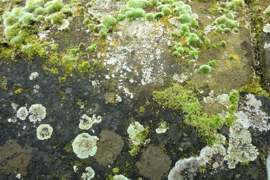 Maler Wild Schafisheim Schimmelentfernung Malen Streichen Tapeten Fassaden