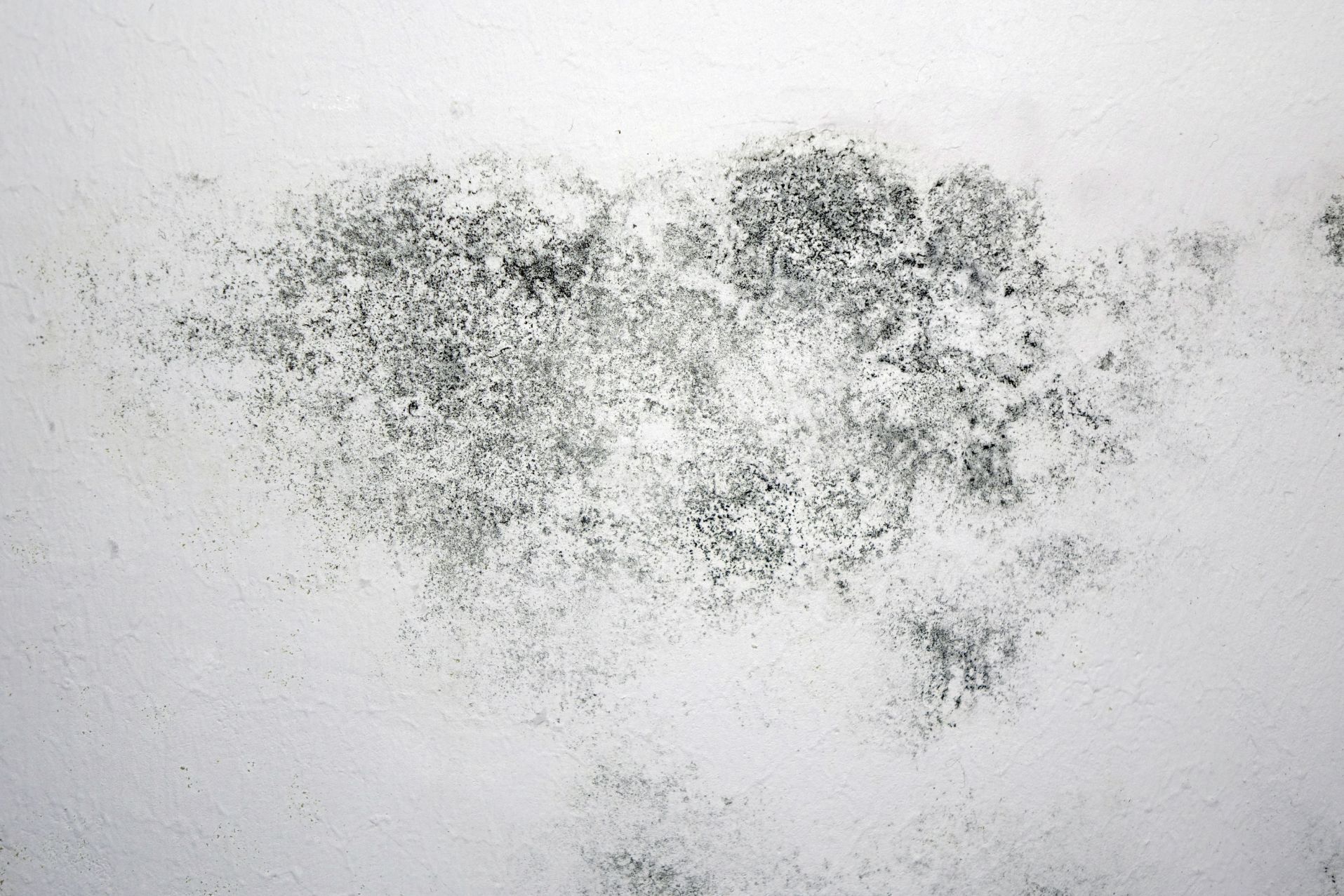 Maler Wild Schafisheim Schimmelentfernung Malen Streichen Tapeten Fassaden