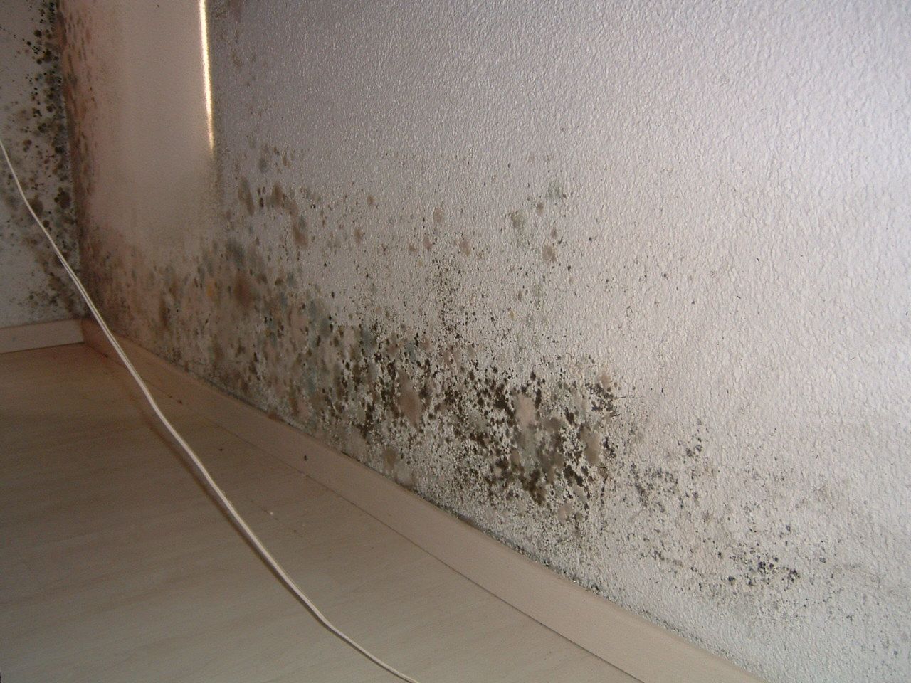 Maler Wild Schafisheim Schimmelentfernung Malen Streichen Tapeten Fassaden