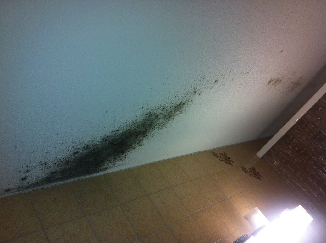 Maler Wild Schafisheim Schimmelentfernung Malen Streichen Tapeten Fassaden