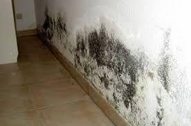 Maler Wild Schafisheim Schimmelentfernung Malen Streichen Tapeten Fassaden