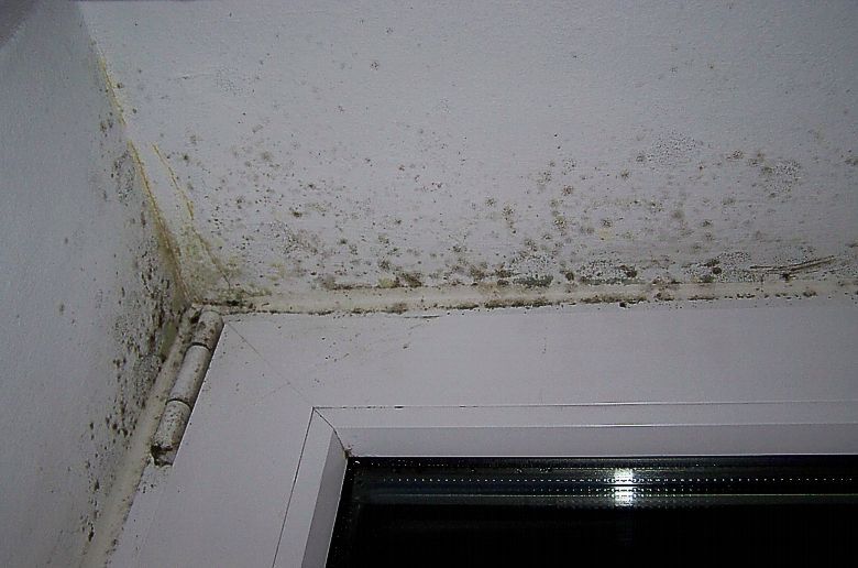 Maler Wild Schafisheim Schimmelentfernung Malen Streichen Tapeten Fassaden