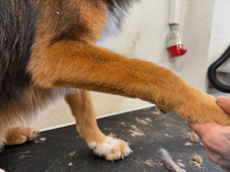 Eine Nahaufnahme einer Person, die eine Hundepfote hält, Glamour Dog