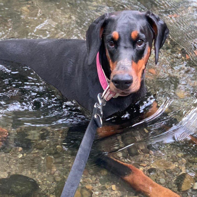 Ein schwarz-brauner Hund mit einem rosa Halsband schwimmt in einem Bach, Glamour Dog