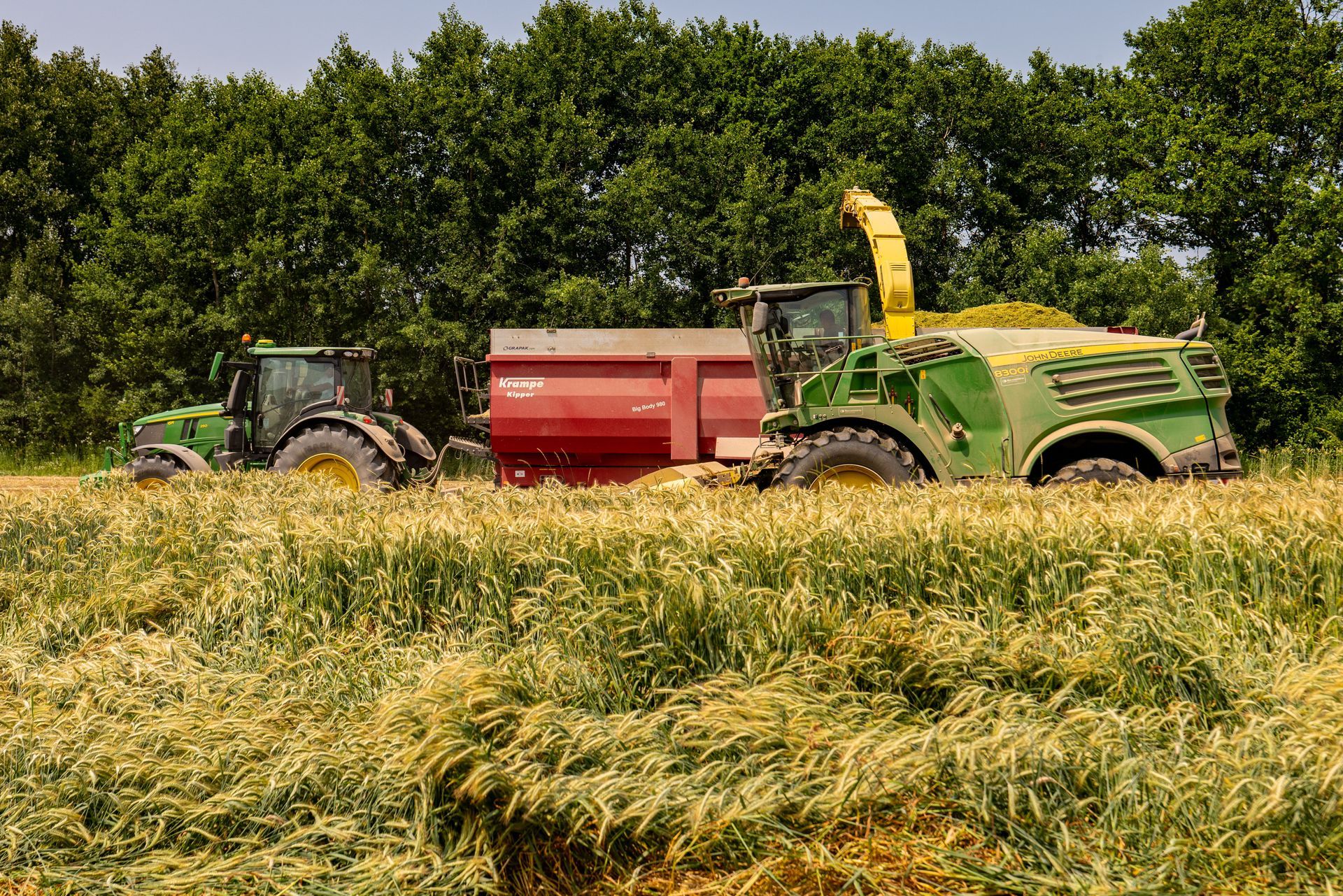 Des tracteurs verts moissonnent des céréales dans un champ, tirant une remorque rouge avec des arbres en arrière-plan.