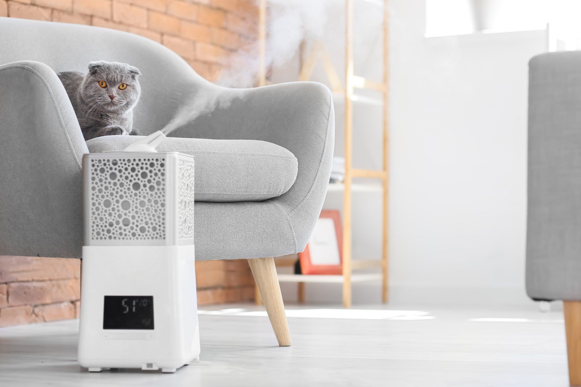 Un gato está sentado en una silla junto a un humidificador en una sala de estar.