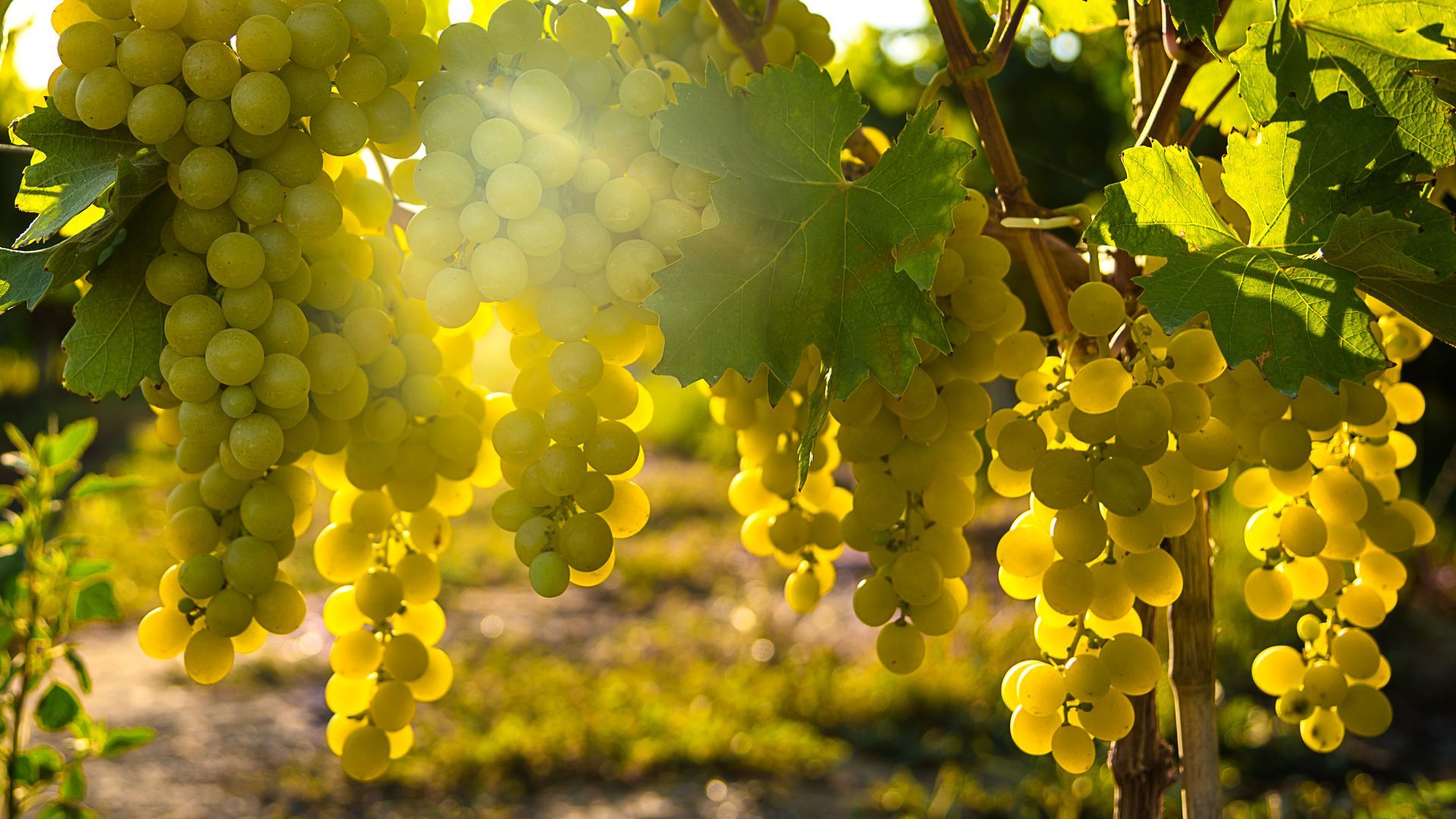 Grappes de raisin blanc