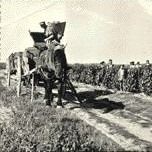 Machine à vendanger dans les années 1950