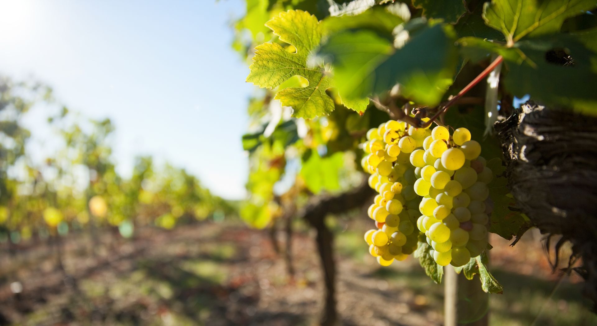 Vignes, grappe de raisin et ciel bleu