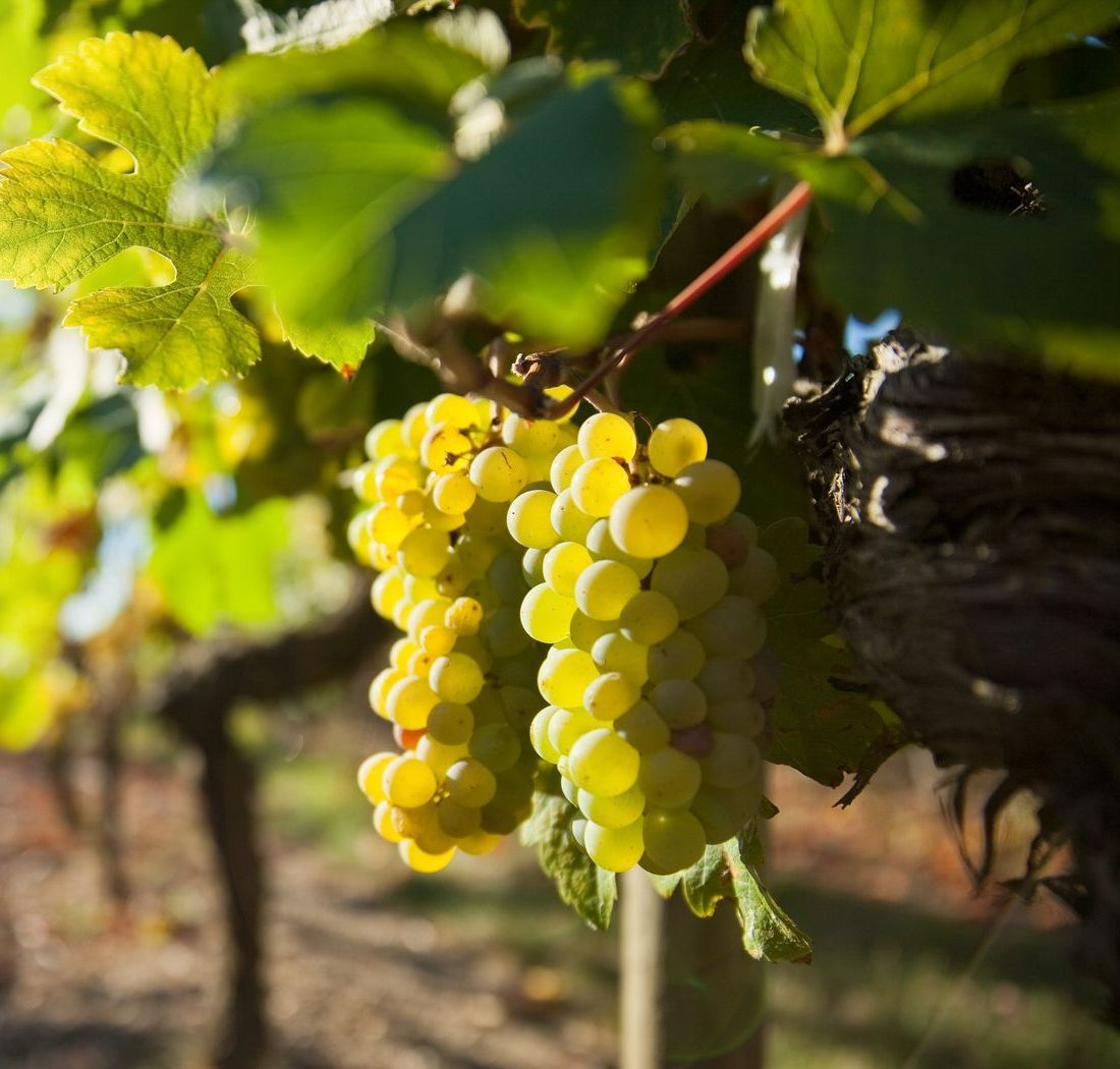 Raisin blanc dans les vignes