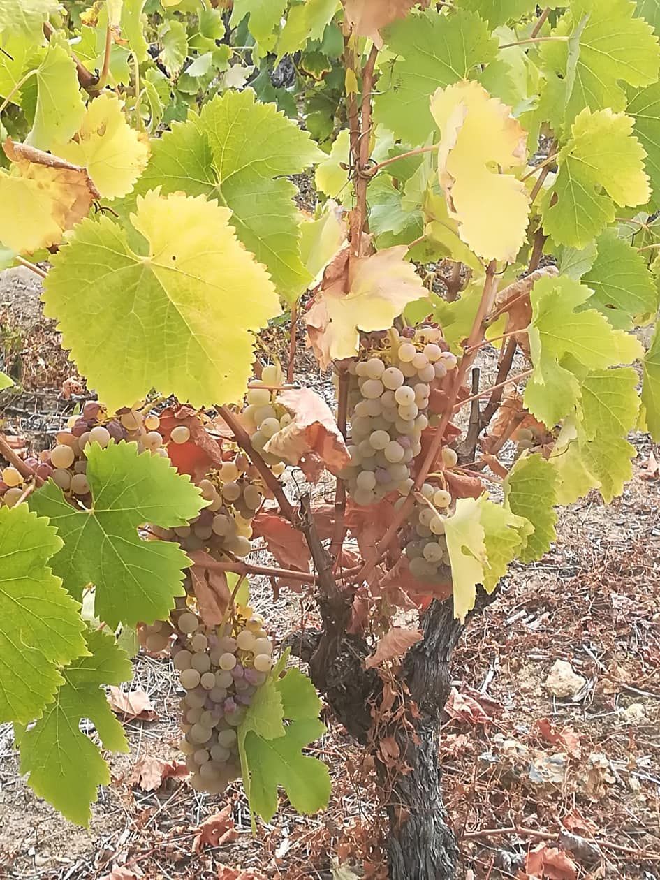 Gros plan sur du raisin blanc